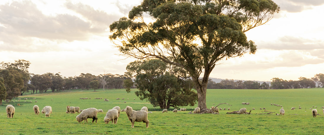 Merino Wool Underwear