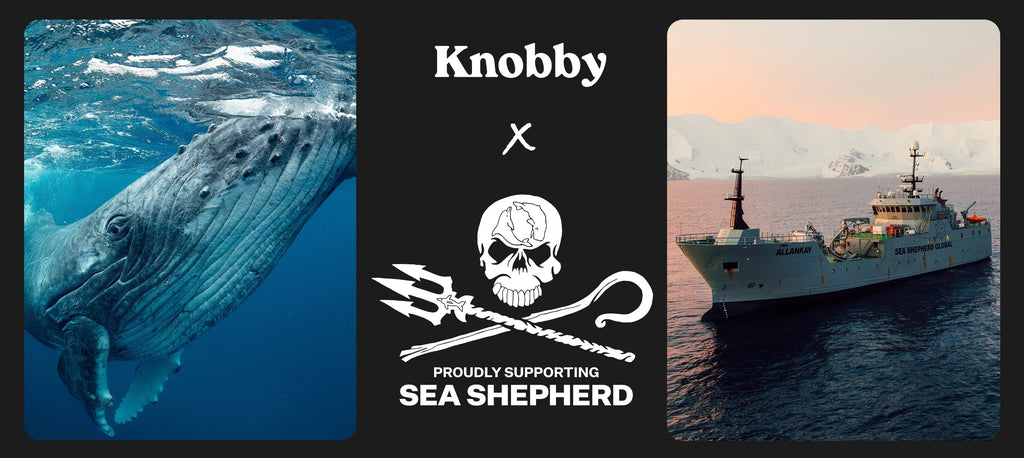 Sea Shepherd Q&A